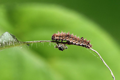 BUITEN BEELD Foto: 409215