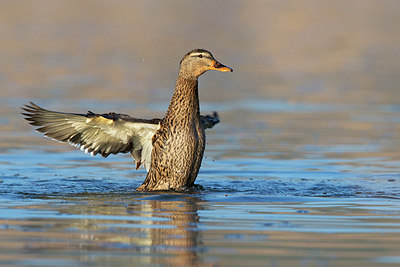 BUITEN BEELD Foto: 409220