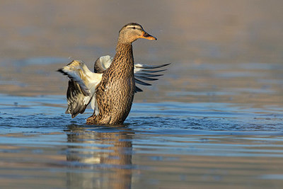 BUITEN BEELD Foto: 409221