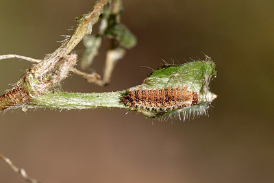 BUITEN BEELD Foto: 409275