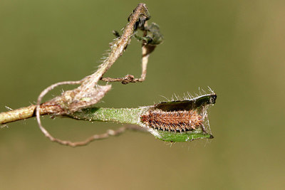 BUITEN BEELD Foto: 409276