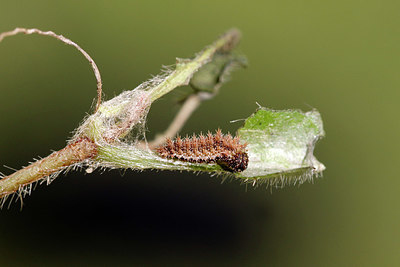 BUITEN BEELD Foto: 409281