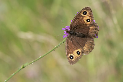 BUITEN BEELD Foto: 409291