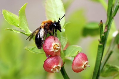 BUITEN BEELD Foto: 409305