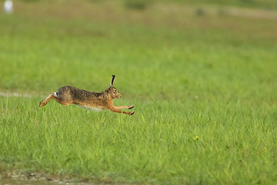 BUITEN BEELD Foto: 409327