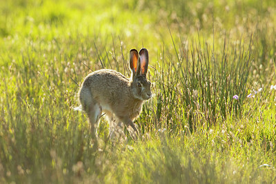 BUITEN BEELD Foto: 409328