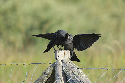 BUITEN BEELD Foto: 409331