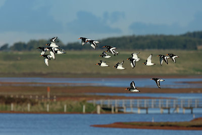 BUITEN BEELD Foto: 409334