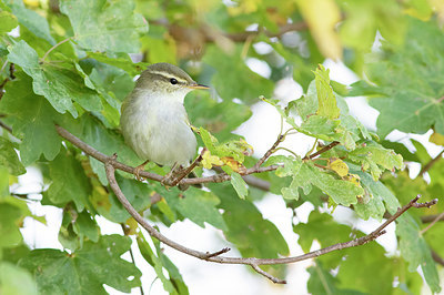 BUITEN BEELD Foto: 409345