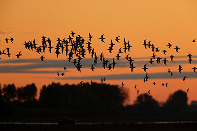 BUITEN BEELD Foto: 409366