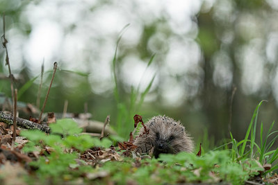 BUITEN BEELD Foto: 409377