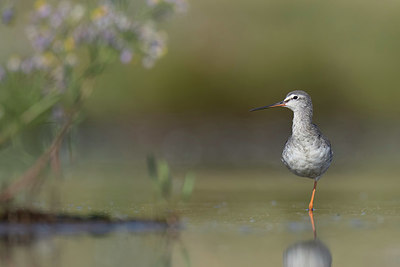 BUITEN BEELD Foto: 409402