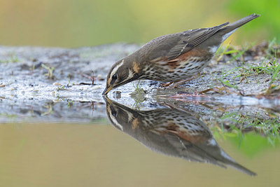 BUITEN BEELD Foto: 409406