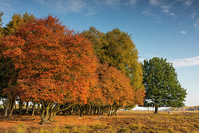 BUITEN BEELD Foto: 409421