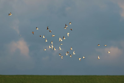 BUITEN BEELD Foto: 409438