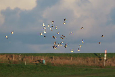 BUITEN BEELD Foto: 409439