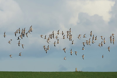 BUITEN BEELD Foto: 409441