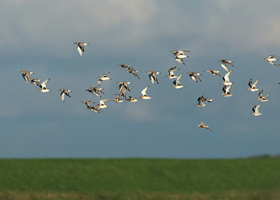 BUITEN BEELD Foto: 409442