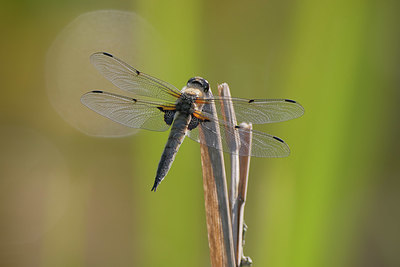 BUITEN BEELD Foto: 409447