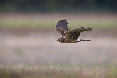 BUITEN BEELD Foto: 409449