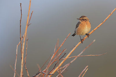 BUITEN BEELD Foto: 409457