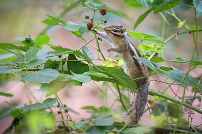 BUITEN BEELD Foto: 409484