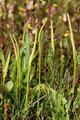 BUITEN BEELD Foto: 409498