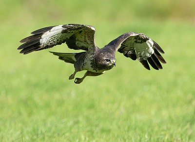 BUITEN BEELD Foto: 409515