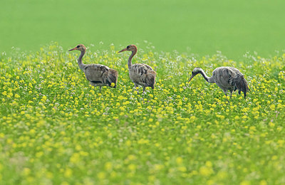 BUITEN BEELD Foto: 409531