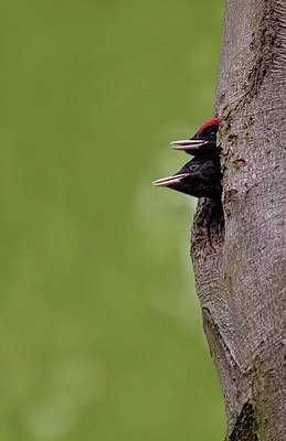 BUITEN BEELD Foto: 409535