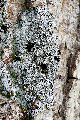BUITEN BEELD Foto: 409547