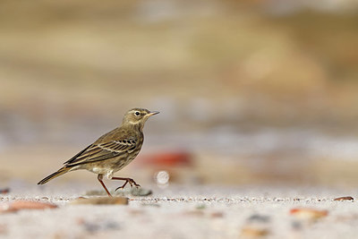 BUITEN BEELD Foto: 409583