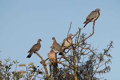 BUITEN BEELD Foto: 409641