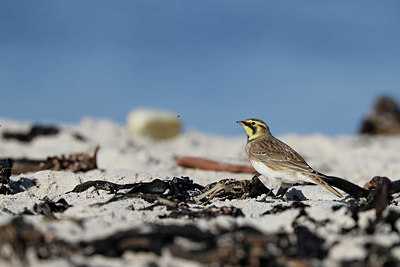 BUITEN BEELD Foto: 409650