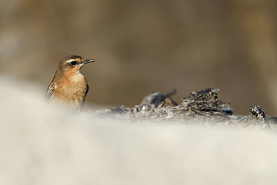 BUITEN BEELD Foto: 409669