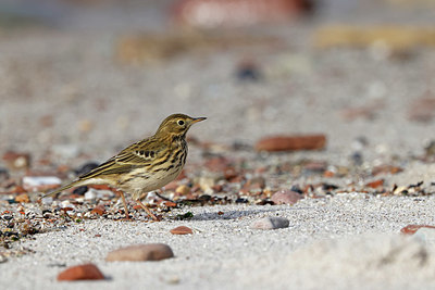 BUITEN BEELD Foto: 409685