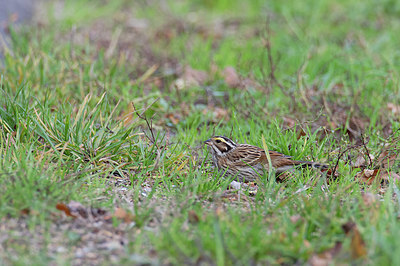 BUITEN BEELD Foto: 409733