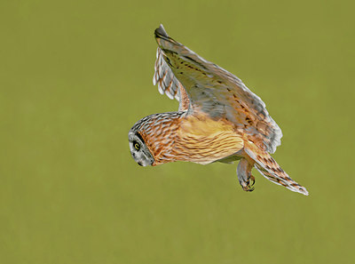 BUITEN BEELD Foto: 409747