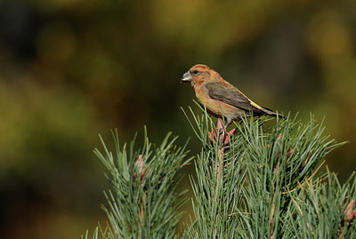 BUITEN BEELD Foto: 409750