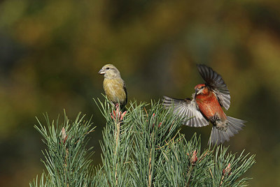 BUITEN BEELD Foto: 409755