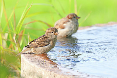 BUITEN BEELD Foto: 409770