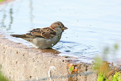 BUITEN BEELD Foto: 409771