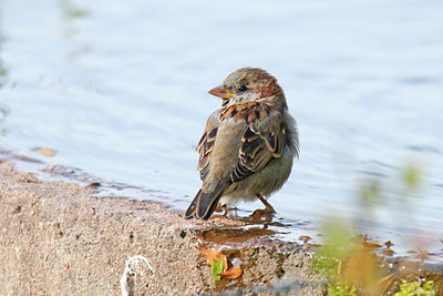 BUITEN BEELD Foto: 409772