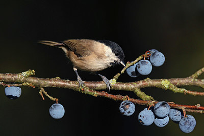 BUITEN BEELD Foto: 409776