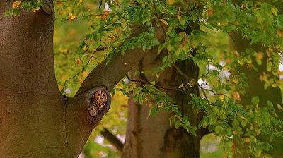 BUITEN BEELD Foto: 409786