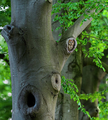 BUITEN BEELD Foto: 409792