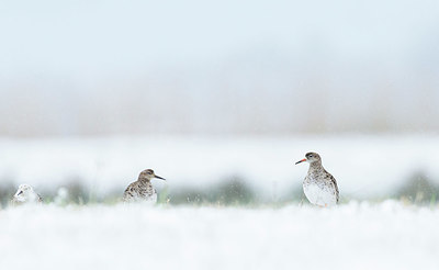 BUITEN BEELD Foto: 409821