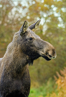 BUITEN BEELD Foto: 409836