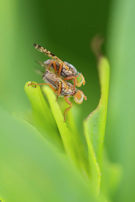 BUITEN BEELD Foto: 409851