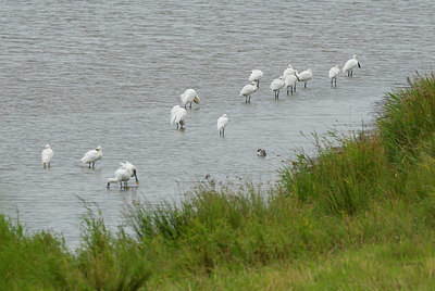 BUITEN BEELD Foto: 409867